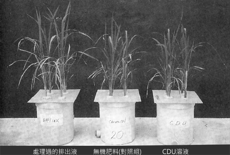 將加以淨化處理後的糞尿當做有機肥料時之效果